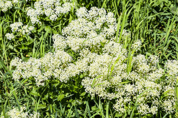Field white small flowers. Spring flowering meadows