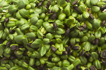 Organic growing micro greens closeup