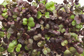 Organic growing micro greens closeup