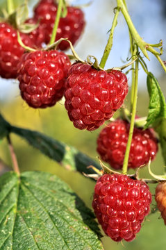 close-up of  raspberry branch  in the garden in sunny summer day,vertical composition 