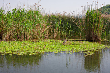 Obraz premium By the lake between bushes and reeds