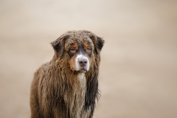 Fototapeta premium Dirty dog. Australian shepherd