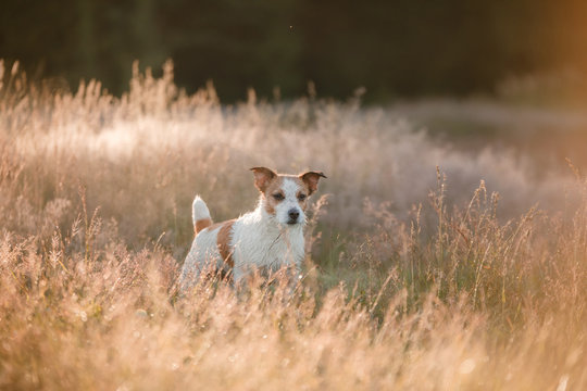 Jack Russell Terrier in the grass at sunset