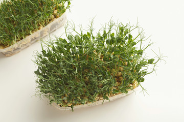 Micro greens growing in plastic bowl top view, isolated