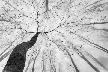 Frühlingsbaumkrone © Tom Pavlasek