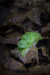 Growing beech seed