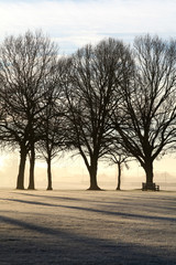 Line of trees on a frosty winter morning, Shalford, Essex