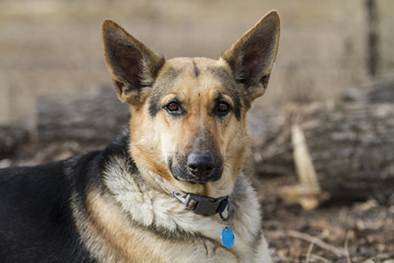Naklejka na ściany i meble German Shepherd Dog Portrait of face