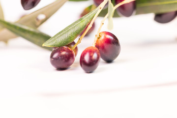 olives ripe  leaf ripe leaves isolated in white background