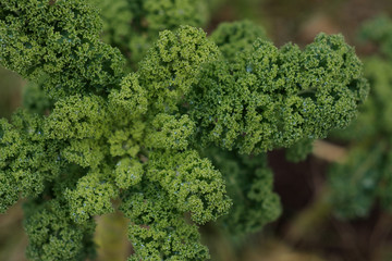 Fresh green kale