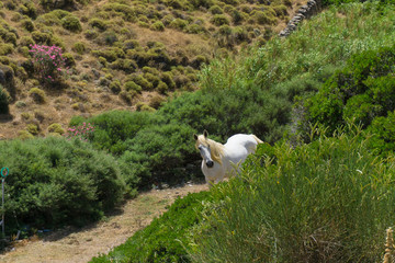 A free wild white horse in cycladic island of Kythnos in Greece