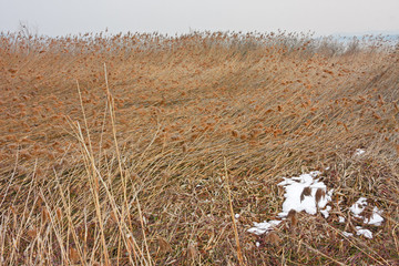 Field of reeds crushed by the wind by the lake.