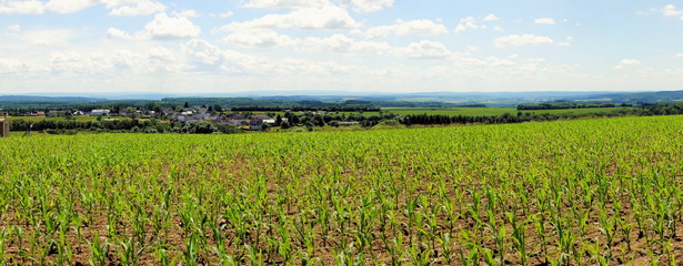 junges Maisfeld in der Eifel Panorama mit weitem Blick bis zum Hunsrück
