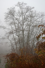Fototapeta premium An autumn, foggy day in the park
