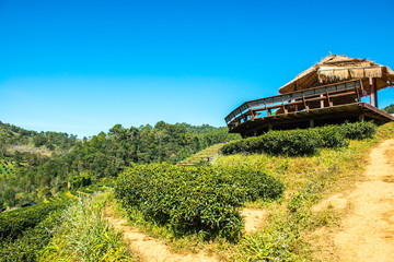 Landscape View at Tea Plantation 2000