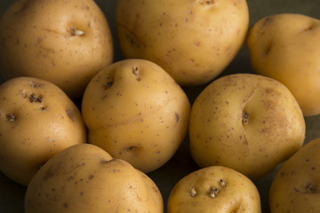 Creole potato or yellow potato (Solanum phureja)
