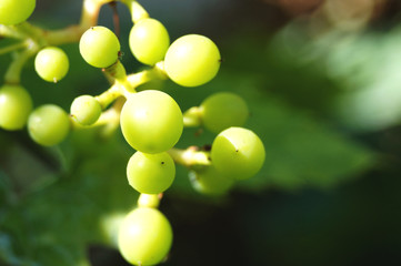 Молодой зеленый виноград