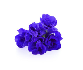 Fototapeta premium Butterfly Pea flowers isolated on white background