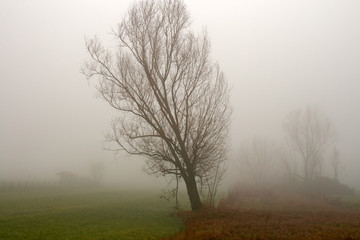 Meadows and fields on a foggy autumn day