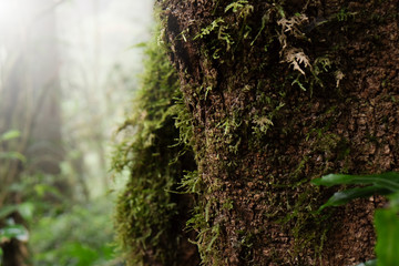 Close up of The trunk of a fallen tree covered with moss in the bright sunlight