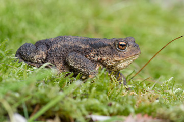 Common Toad (Bufo bufo)/Toad in thick green moss