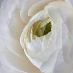 close up white rose flower background