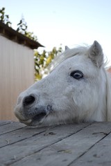 Fototapeta premium White horse portrait, horse with blue eyes. Ranch, Odessa