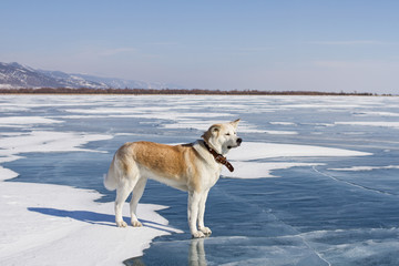 A beautiful purebred red-haired Japanese Akita Inu dog stands on the snow and blue clear ice of Lake Baikal in winter on a mountain and village background in a clear sunny day.