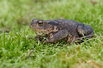 Common Toad (Bufo bufo)/Toad in thick green moss