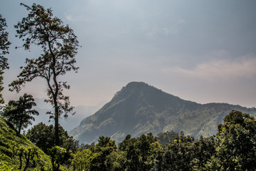 Fototapeta premium Little Adam's peak forest Sri Lanka