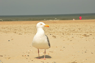 Eine Möwe gelandet am Strand