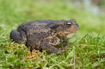Common Toad (Bufo bufo)/Toad in thick green moss