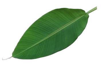 Obraz premium Fresh whole banana leaf