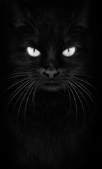 Black Cat looking at the camera, Close-up black and white cat portrait - 189214567