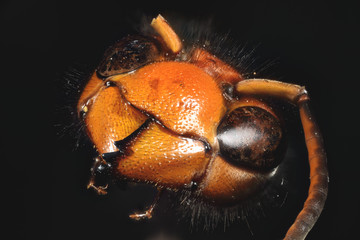 tete de frelon en gros plan