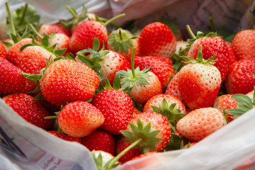 Fresh strawberry fruits prepare in box for sending to customer, organic farm strawberry at outdoor garden chiang mai, Thailand