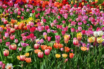 farbenfrohe Blumenlandschaft