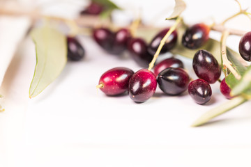 olives ripe  leaf ripe leaves isolated in white background