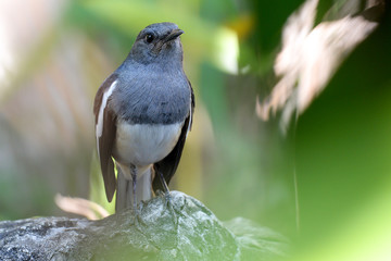 Oriental magpie robin on a rock with Sunlight and green background. Copy space
