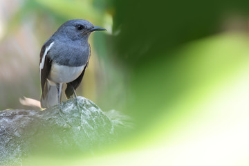 Oriental magpie robin on a rock with Sunlight and green background. Copy space