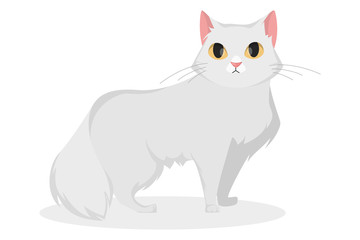 Fototapeta na wymiar Isolated white cat.