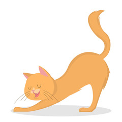 Isolated ginger cat.