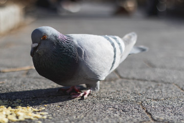 Small bird sparrow and pigeon close up 