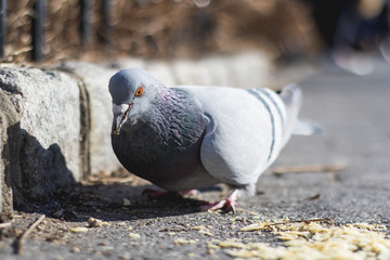 Fototapeta premium Small bird sparrow and pigeon close up 