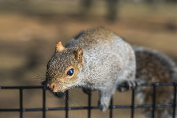 Squirrel close up eating cute