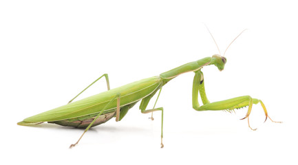 One green mantis.