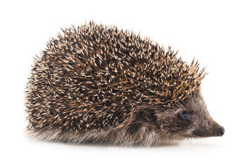 One brown hedgehog.