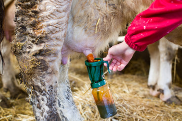 Iodine disinfection of udder before milking