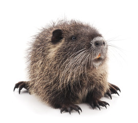 One brown nutria.