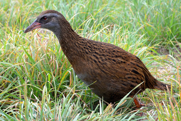  The weka 